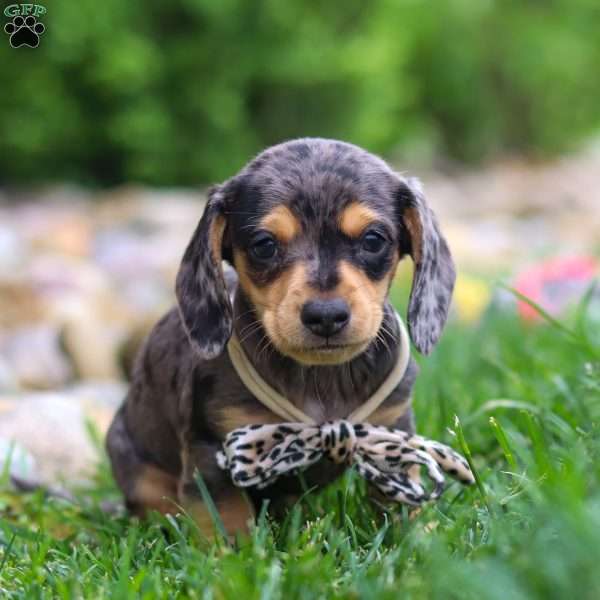 Alex, Dachshund Puppy